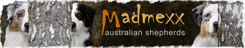 Australian Shepherds of MagnificentSoul | ehemals Madmexx-Aussies Hunde-Tiffany