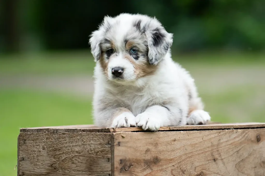 Australian Shepherds of MagnificentSoul | ehemals Madmexx-Aussies Der A-ll inclusive Wurf of Magnificentsoul!