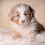 Australian Shepherds of MagnificentSoul | ehemals Madmexx-Aussies Der A-ll inclusive Wurf of Magnificentsoul!