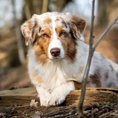 Australian Shepherds of MagnificentSoul | ehemals Madmexx-Aussies Wurfplanung Sommer 2025