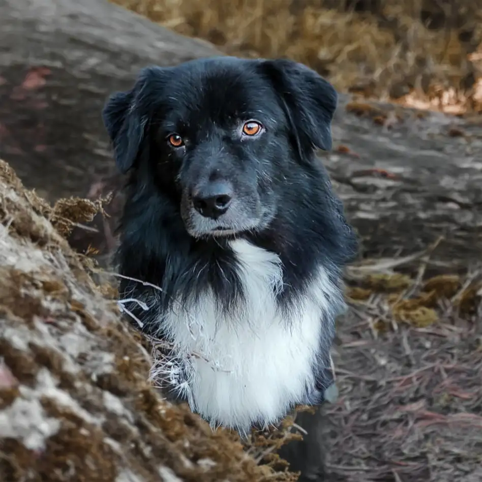 Australian Shepherds of MagnificentSoul | ehemals Madmexx-Aussies Wurfplanung Sommer 2025