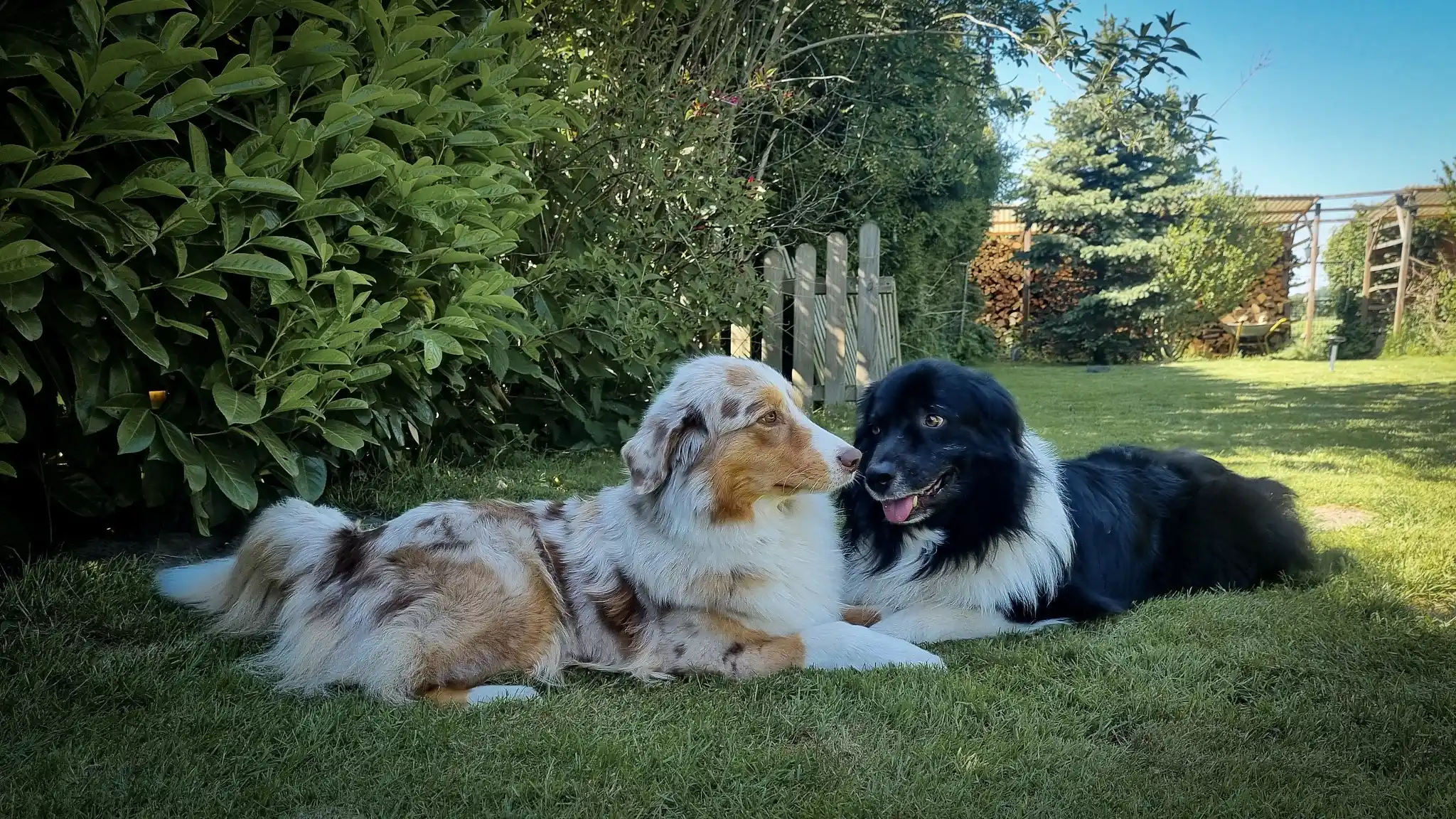Australian Shepherds of MagnificentSoul | ehemals Madmexx-Aussies Soooooo verliebt...
