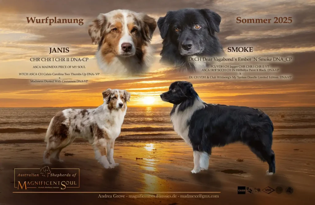 Australian Shepherds of MagnificentSoul | ehemals Madmexx-Aussies Soooooo verliebt...
