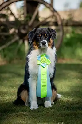 Australian Shepherds of MagnificentSoul | ehemals Madmexx-Aussies Hunde-JJ