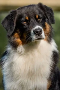 Australian Shepherds of MagnificentSoul | ehemals Madmexx-Aussies Wurfankündigung für das Frühjahr 2026