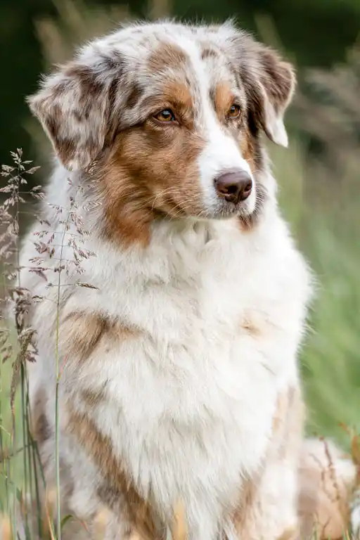 Australian Shepherds of MagnificentSoul | ehemals Madmexx-Aussies Hunde-unsere Hunde