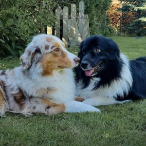 Australian Shepherds of MagnificentSoul | ehemals Madmexx-Aussies News