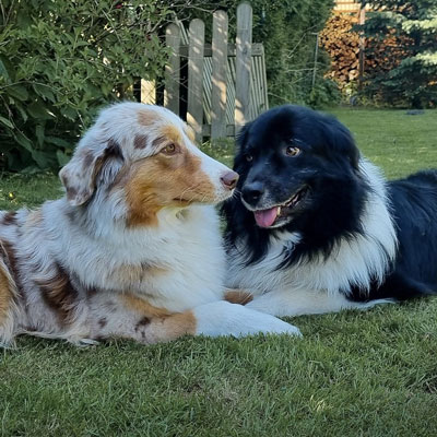 Australian Shepherds of MagnificentSoul | ehemals Madmexx-Aussies Home