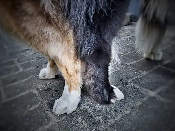 Australian Shepherds of MagnificentSoul | ehemals Madmexx-Aussies Soooooo verliebt...