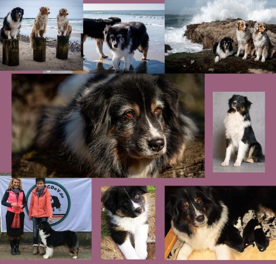 Australian Shepherds of MagnificentSoul | ehemals Madmexx-Aussies In loving memory