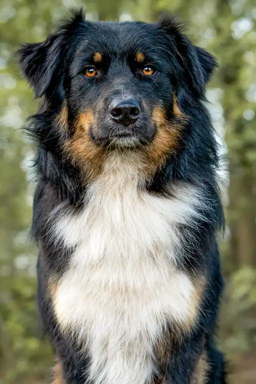 Australian Shepherds of MagnificentSoul | ehemals Madmexx-Aussies Hunde-unsere Hunde