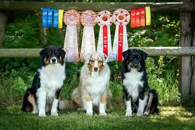 Australian Shepherds of MagnificentSoul | ehemals Madmexx-Aussies ASVA Hello Summer Event
