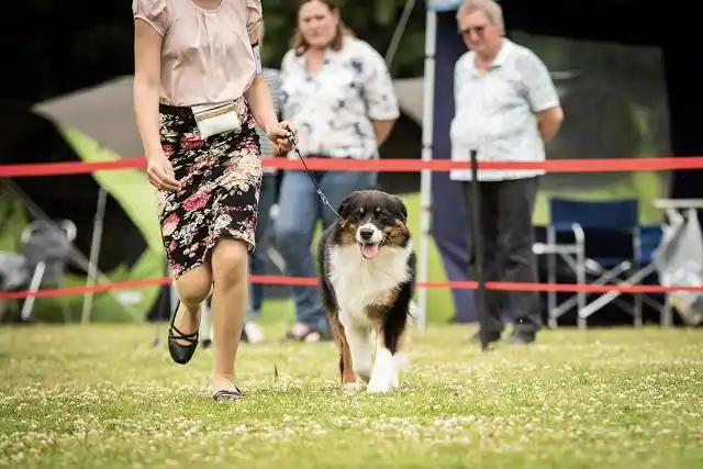 Australian Shepherds of MagnificentSoul | ehemals Madmexx-Aussies ASVA Hello Summer Event