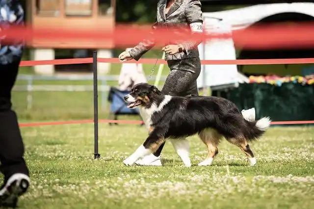 Australian Shepherds of MagnificentSoul | ehemals Madmexx-Aussies ASVA Hello Summer Event