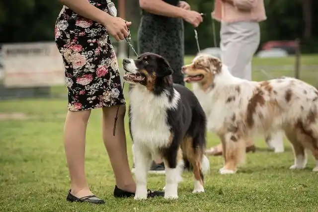 Australian Shepherds of MagnificentSoul | ehemals Madmexx-Aussies ASVA Hello Summer Event