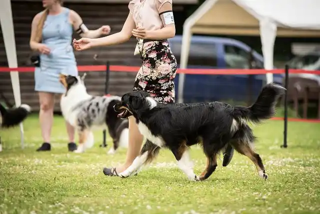 Australian Shepherds of MagnificentSoul | ehemals Madmexx-Aussies ASVA Hello Summer Event