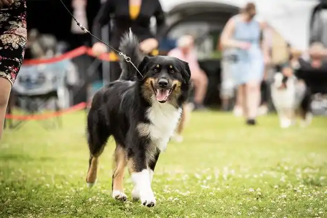Australian Shepherds of MagnificentSoul | ehemals Madmexx-Aussies ASVA Hello Summer Event