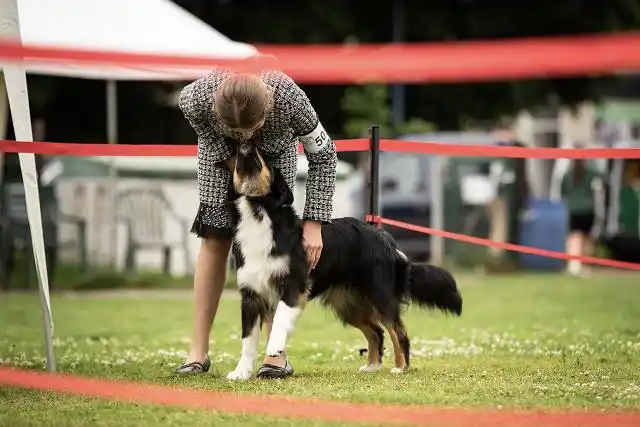 Australian Shepherds of MagnificentSoul | ehemals Madmexx-Aussies ASVA Hello Summer Event