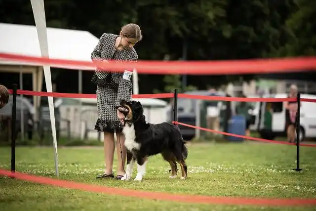 Australian Shepherds of MagnificentSoul | ehemals Madmexx-Aussies ASVA Hello Summer Event