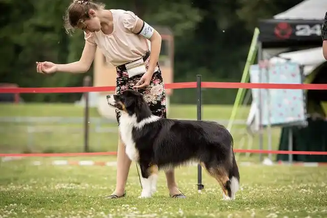 Australian Shepherds of MagnificentSoul | ehemals Madmexx-Aussies ASVA Hello Summer Event