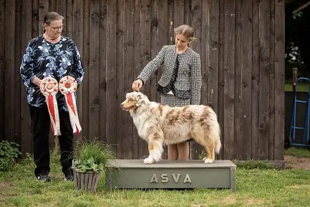 Australian Shepherds of MagnificentSoul | ehemals Madmexx-Aussies ASVA Hello Summer Event