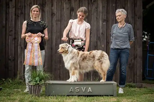 Australian Shepherds of MagnificentSoul | ehemals Madmexx-Aussies ASVA Hello Summer Event