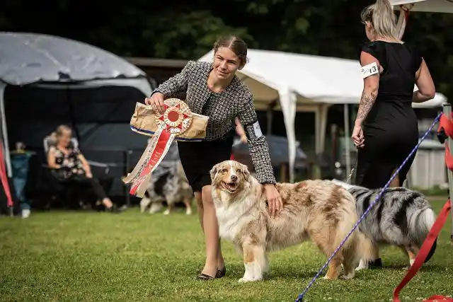 Australian Shepherds of MagnificentSoul | ehemals Madmexx-Aussies ASVA Hello Summer Event