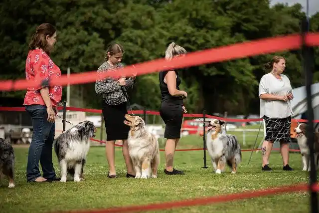 Australian Shepherds of MagnificentSoul | ehemals Madmexx-Aussies ASVA Hello Summer Event