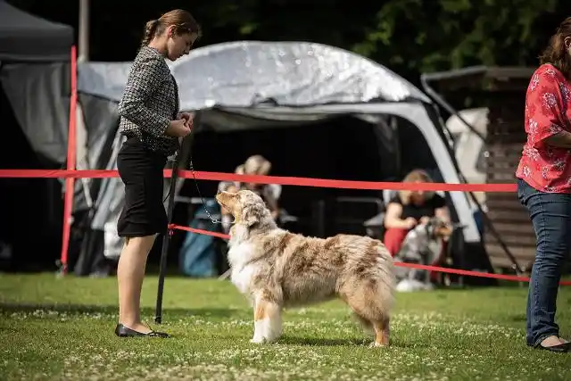 Australian Shepherds of MagnificentSoul | ehemals Madmexx-Aussies ASVA Hello Summer Event