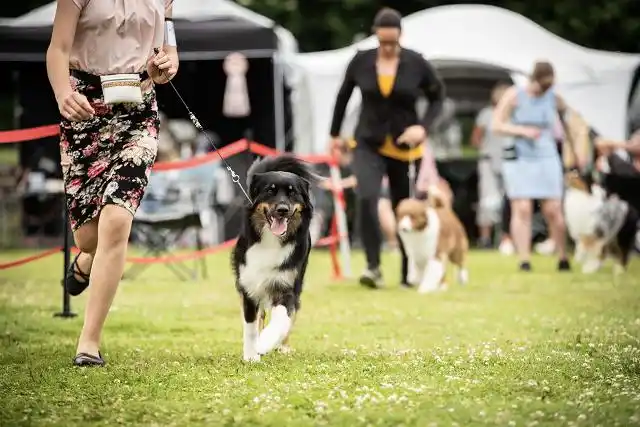 Australian Shepherds of MagnificentSoul | ehemals Madmexx-Aussies ASVA Hello Summer Event