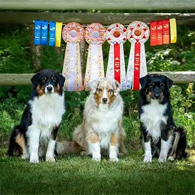 Australian Shepherds of MagnificentSoul | ehemals Madmexx-Aussies Home