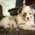 Australian Shepherds of MagnificentSoul | ehemals Madmexx-Aussies Sie sind geschlüpft....