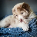 Australian Shepherds of MagnificentSoul | ehemals Madmexx-Aussies Sie sind geschlüpft....