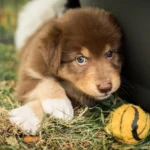 Australian Shepherds of MagnificentSoul | ehemals Madmexx-Aussies Sie sind geschlüpft....