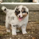 Australian Shepherds of MagnificentSoul | ehemals Madmexx-Aussies Sie sind geschlüpft....