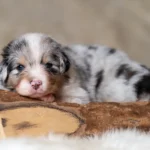 Australian Shepherds of MagnificentSoul | ehemals Madmexx-Aussies Sie sind geschlüpft....