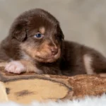 Australian Shepherds of MagnificentSoul | ehemals Madmexx-Aussies Sie sind geschlüpft....