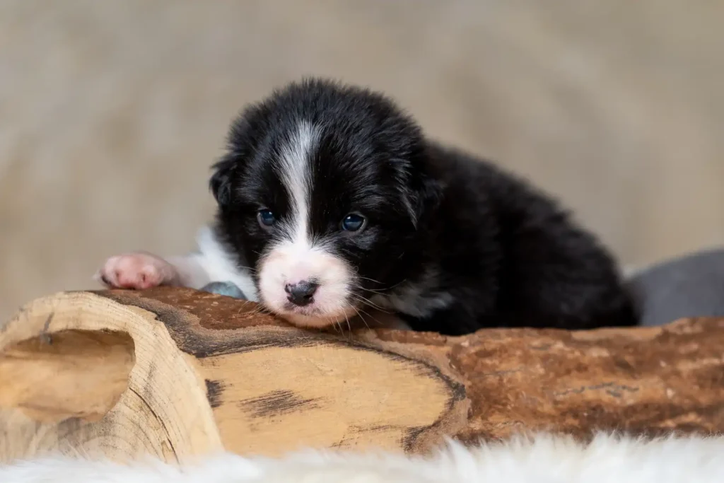 Australian Shepherds of MagnificentSoul | ehemals Madmexx-Aussies Sie sind geschlüpft....