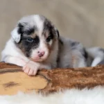 Australian Shepherds of MagnificentSoul | ehemals Madmexx-Aussies Sie sind geschlüpft....