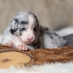 Australian Shepherds of MagnificentSoul | ehemals Madmexx-Aussies Sie sind geschlüpft....
