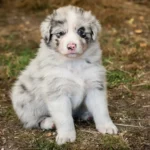 Australian Shepherds of MagnificentSoul | ehemals Madmexx-Aussies Sie sind geschlüpft....