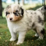 Australian Shepherds of MagnificentSoul | ehemals Madmexx-Aussies Sie sind geschlüpft....
