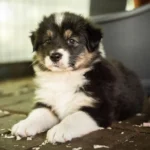 Australian Shepherds of MagnificentSoul | ehemals Madmexx-Aussies Sie sind geschlüpft....