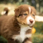 Australian Shepherds of MagnificentSoul | ehemals Madmexx-Aussies Sie sind geschlüpft....