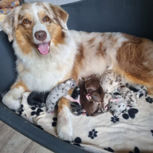 Janis mit Welpen