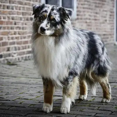 Australian Shepherds of MagnificentSoul | ehemals Madmexx-Aussies Wurfplanung für das Frühjahr 2026