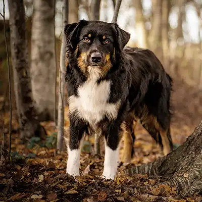 Australian Shepherds of MagnificentSoul | ehemals Madmexx-Aussies Wurfplanung für das Frühjahr 2026
