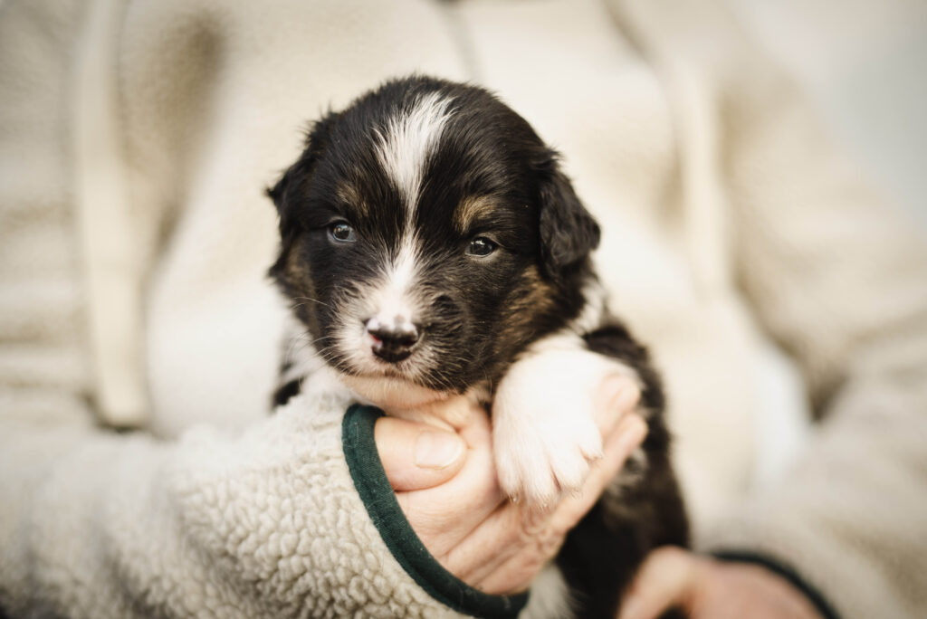 Australian Shepherds of MagnificentSoul | ehemals Madmexx-Aussies Wurfankündigung für das Frühjahr 2026