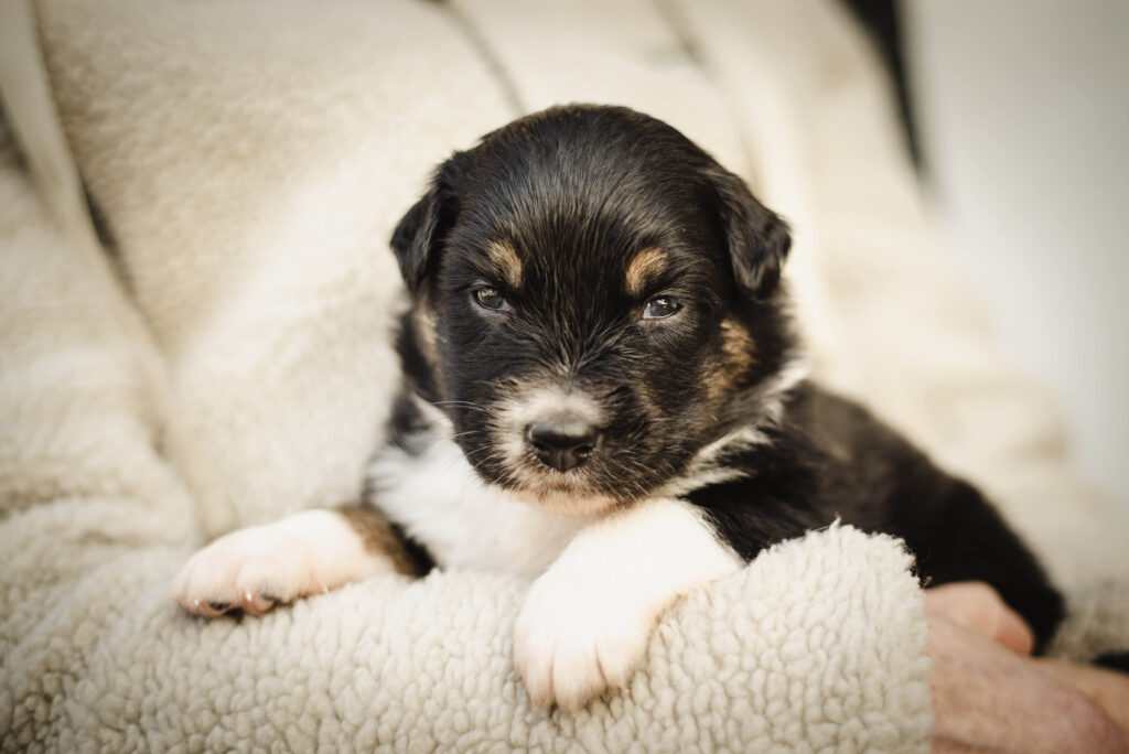 Australian Shepherds of MagnificentSoul | ehemals Madmexx-Aussies Wurfankündigung für das Frühjahr 2026