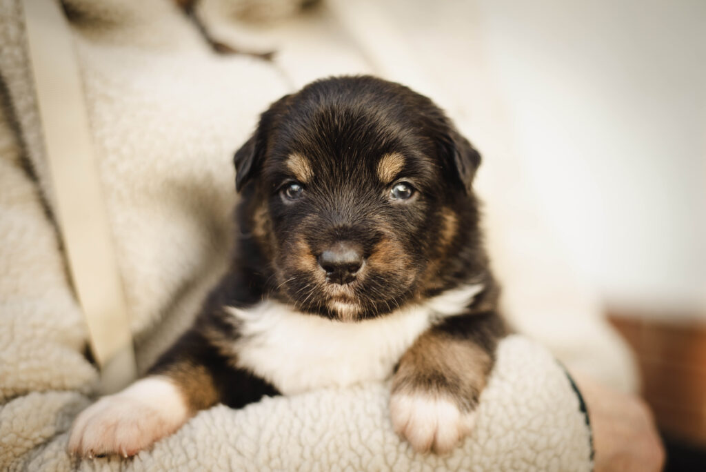 Australian Shepherds of MagnificentSoul | ehemals Madmexx-Aussies Wurfankündigung für das Frühjahr 2026